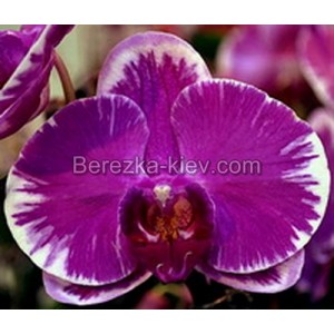 Орхидея 1 ветка (Pride-Of-Ben-Yu)